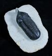 Superb Morocconites Malladoides Trilobite #2958-4